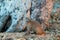 Mongoose in chobe nationalpark in botswana in africa