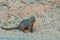 Mongoose in chobe nationalpark in botswana in africa