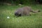 Mongoose with an egg in a grassy field in Israel