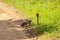 mongoose fights with an aggressive cobra in the wild