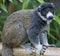 Mongoose Lemur 6