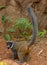 Mongoose lemurs