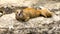 Mongoose lying on a rock in a zoo