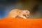 Mongoose in red sand, Kgalagadi, Botswana, Africa. Yellow Mongoose, Cynictis penicillata, sitting in sand with green vegetation.