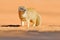 Mongoose in red sand, Kgalagadi, Botswana, Africa. Yellow Mongoose, Cynictis penicillata, sitting in sand with green vegetation.