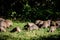 Mongoose Wildlife Animals Mammals at the Savannah grassland wilderness hill shrubs great rift valley maasai mara national game