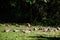 Mongoose Wildlife Animals Mammals at the Savannah grassland wilderness hill shrubs great rift valley maasai mara national game