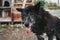 Mongrel black dog on the street against the background of a wooden box, sad face of an old dog in the rain