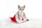 mongrel blue-eyed tabby kitten sitting inside a big red Santa hat on a white rug made of artificial fur