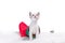 mongrel blue-eyed tabby kitten sitting inside a red Christmas sock on a carpet made of artificial white fur