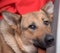 Mongrel brown dog lying at home portrait