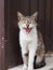 Mongrel cat yawns squinting eyes while sitting on the street against the background of a brown iron fence