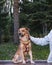 A mongrel dog being caressed by its owner`s hand.