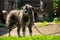 Mongrel dog on a chain in the village guarding the homestead