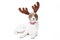 Mongrel dog with deer antlers on a white background