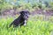 Mongrel dog in green meadow in countryside