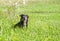 Mongrel dog in green meadow in countryside