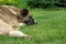 Mongrel dog lies on the green grass. Stray dog resting on the lawn.