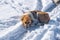 Mongrel dog lies in the snow on a tire track of a car