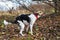 Mongrel dog pooping on grass in autumnal park