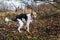 Mongrel dog pooping on grass in autumnal park