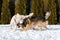 a mongrel dog and a purebred labrador are playing in a snowy yard.