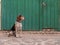 A mongrel dog sitting in front of a green door