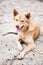 Mongrel dog sitting on the sand