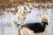 Mongrel dog standing in water puddle on field