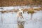 Mongrel dog standing in water puddle on field