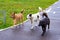 Mongrel dogs, red, white and black, walk along  bike path