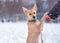 Mongrel fawn puppy in the snow in winter