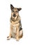 Mongrel German Shepherd dog