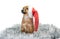 Mongrel ginger puppy in a red santa hat on a white background