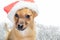 Mongrel ginger puppy in a red santa hat on a white background