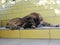 A mongrel large dog with a red collar lies in the shade on the steps covered with yellow tiles waiting for the owner .