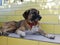 A mongrel large dog with a red collar lies in the shade on the steps covered with yellow tiles waiting for the owner .