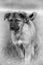 Mongrel puppy, monochrome photo
