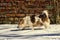 Mongrel runs through the snow against the background of the old brick wall