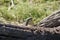 Monitor lizard on the bank of a river