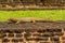 A monitor lizard basks in the sun in the gardens of the rock fortress of Sigiriya, Sri Lanka