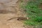 monitor lizard or bengal monitor or common indian monitor or varanus bengalensis in monsoon green forest at jhalana jaipur
