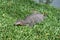 Monitor lizard climbing from the water also know as giant monitor