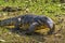 Monitor lizard crawling on the ground with its tongue out