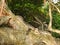 A monitor lizard having a rest on a tree at Bentota river jungle in Sri Lanka.