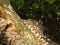 A monitor lizard having a rest on a tree at Bentota river jungle in Sri Lanka.