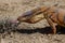 Monitor Lizard in Kyzyl desert, Uzbekistan