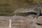 Monitor lizard laying on log