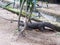 Monitor Lizard is looking for food