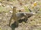 Monitor lizard near Karumba, Queensland